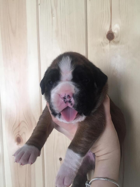 *Продается щенок боксера *Продается щенок боксера