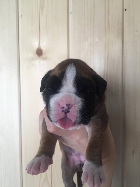 *AMBER BRILLIANCE *AMBER BRILLIANCE