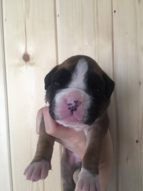 *AMBER BRILLIANCE *AMBER BRILLIANCE