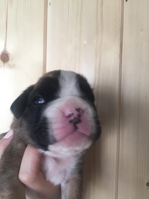 *AMBER BRILLIANCE *AMBER BRILLIANCE