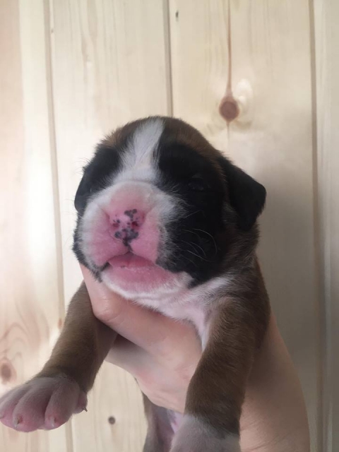 *AMBER BRILLIANCE *AMBER BRILLIANCE