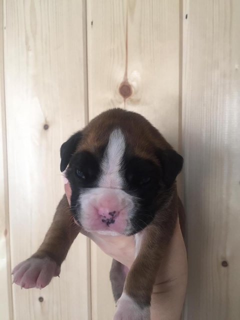 *AMBER BRILLIANCE *AMBER BRILLIANCE