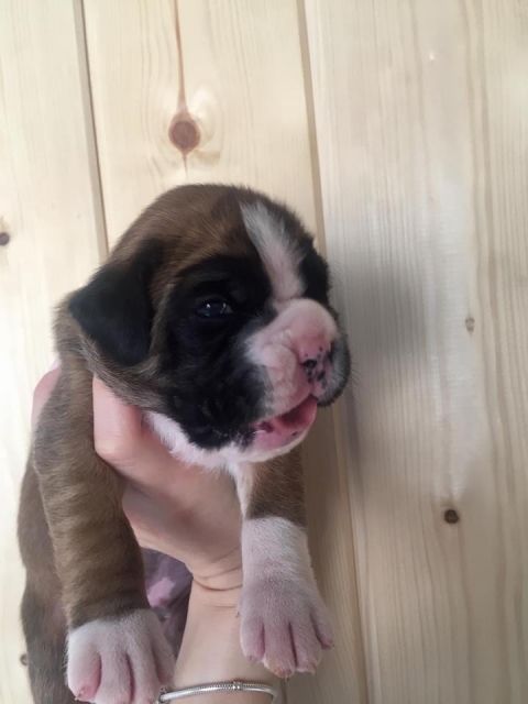 *AMBER BRILLIANCE *AMBER BRILLIANCE