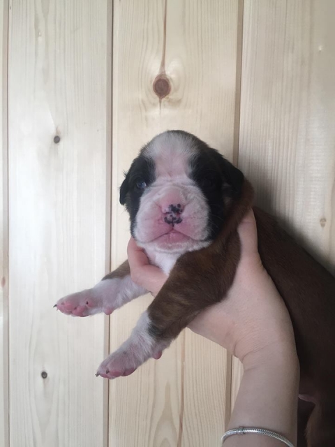 *AMBER BRILLIANCE *AMBER BRILLIANCE