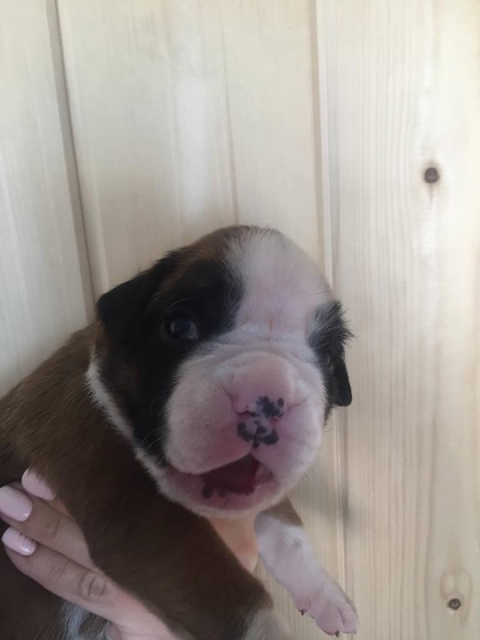 *AMBER BRILLIANCE *AMBER BRILLIANCE