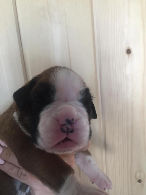 *AMBER BRILLIANCE *AMBER BRILLIANCE