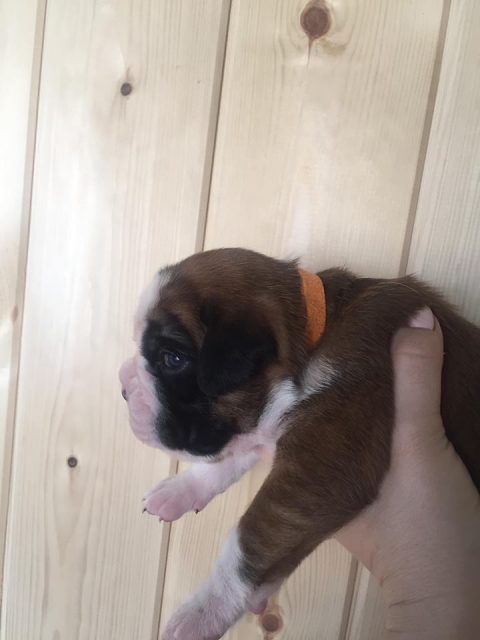 *AMBER BRILLIANCE *AMBER BRILLIANCE