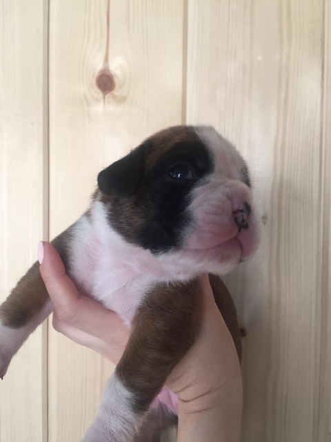 *AMBER BRILLIANCE *AMBER BRILLIANCE