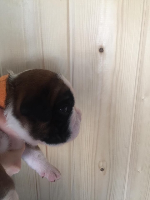 *AMBER BRILLIANCE *AMBER BRILLIANCE