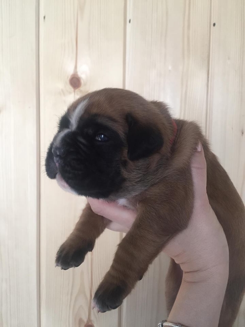 *AMBER BRILLIANCE *AMBER BRILLIANCE