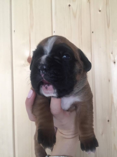 *AMBER BRILLIANCE *AMBER BRILLIANCE