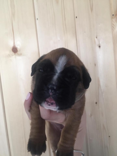 *AMBER BRILLIANCE *AMBER BRILLIANCE