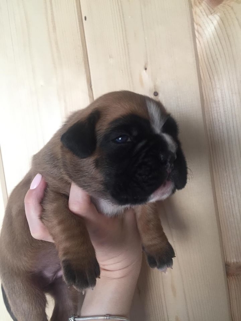 *AMBER BRILLIANCE *AMBER BRILLIANCE