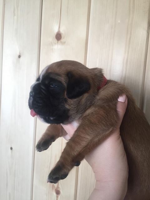 *AMBER BRILLIANCE *AMBER BRILLIANCE