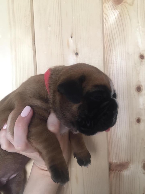 *AMBER BRILLIANCE *AMBER BRILLIANCE