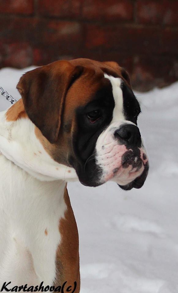 AMBER BRILLIANCE EFRAIN AMBER BRILLIANCE EFRAIN