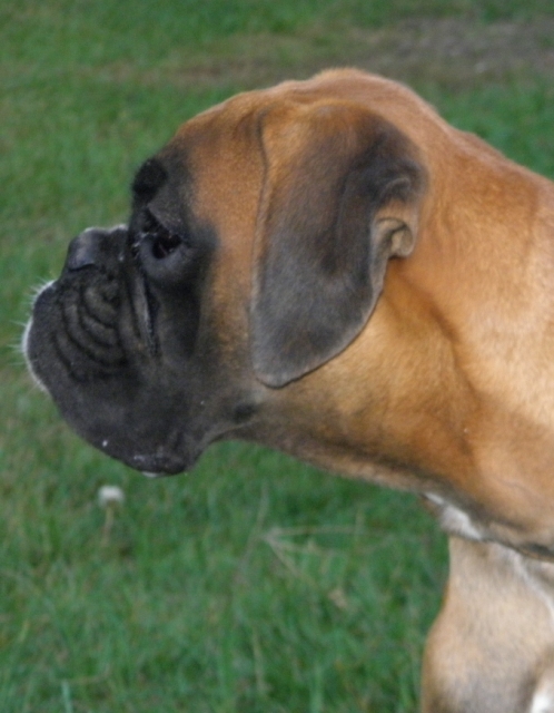 AMBER BRILLIANCE HALIDA AMBER BRILLIANCE HALIDA