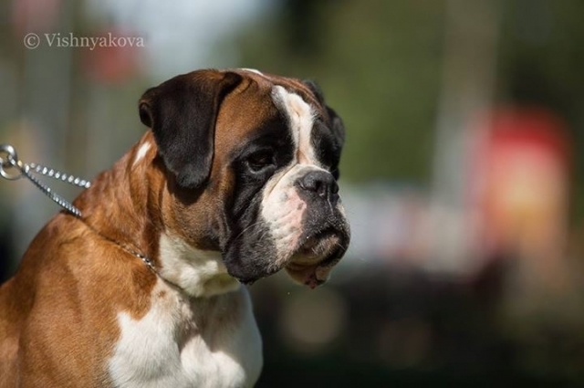 AMBER BRILLIANCE ULGER AMBER BRILLIANCE ULGER